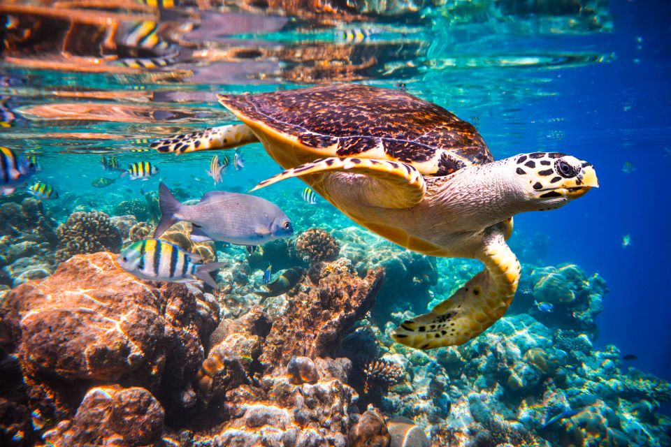 Cabo San Lucas: Cabo Pulmo Snorkeling Expedition - Marine Life Highlights