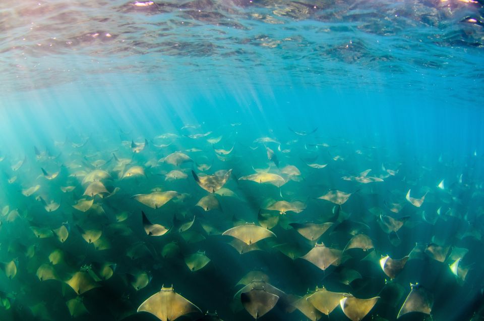 Cabo San Lucas: Cabo Pulmo Snorkeling Expedition - Lunch and Refreshments