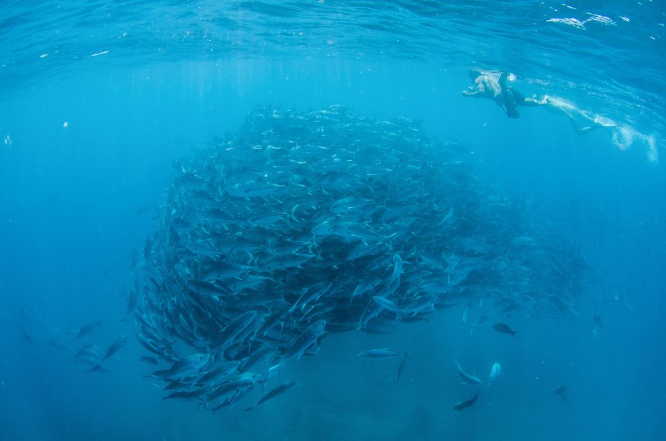 Cabo San Lucas: Cabo Pulmo Snorkeling Expedition - Transportation and Pickup
