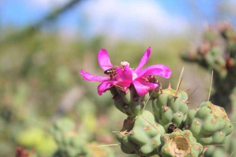Cabo San Lucas: Candelaria ATV Adventure and Tequila Tasting - Frequently Asked Questions