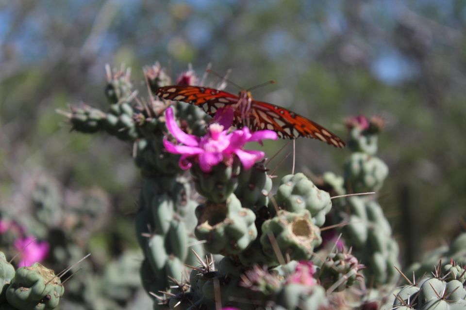 Cabo San Lucas: Candelaria RAZOR Adventure - Additional Park Entrance Fee