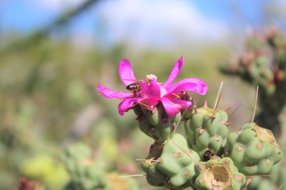 Cabo San Lucas: Candelaria Village ATV Tour - Flora and Fauna Exploration