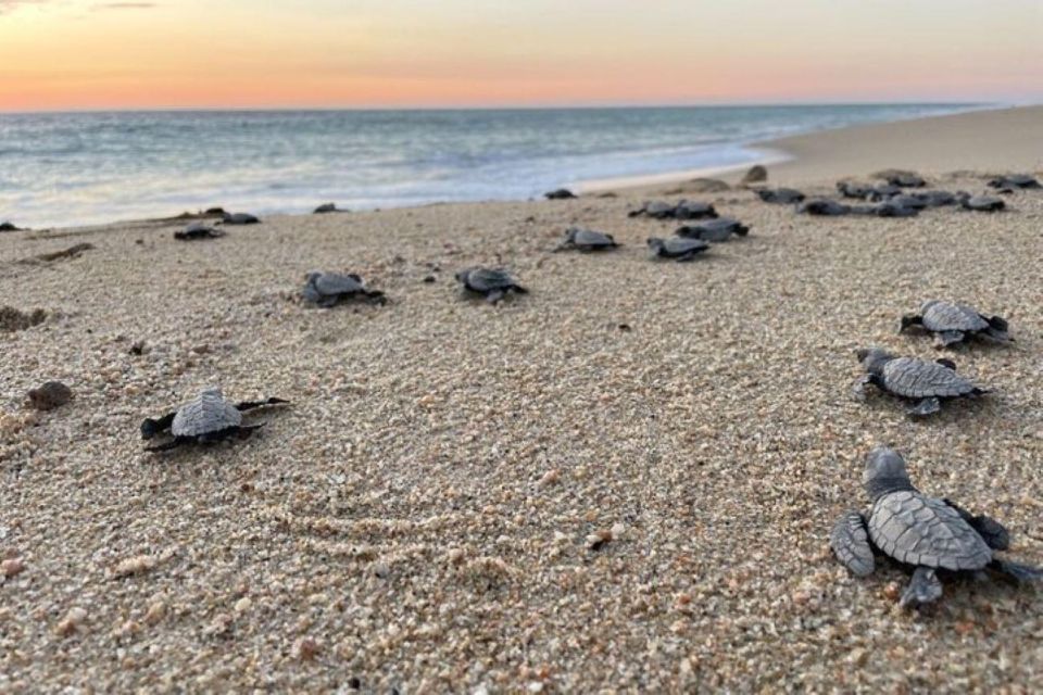 Cabo San Lucas: Combo Sea Turtle Release and ATV Experience - Breathtaking Pacific Ocean Vistas