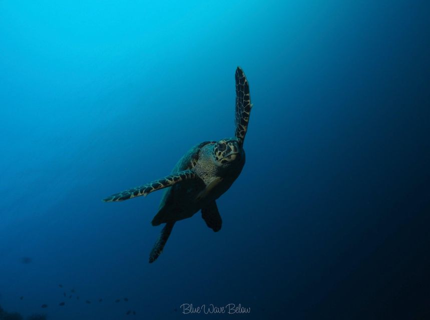 Cabo San Lucas: Corridor Dive Experience - Overview of the Experience