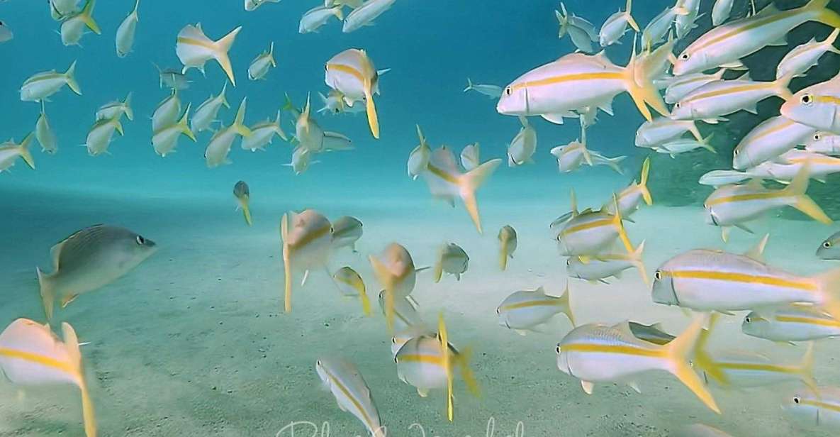 Cabo San Lucas: Corridor Dive Experience - Diverse Marine Life Encounters