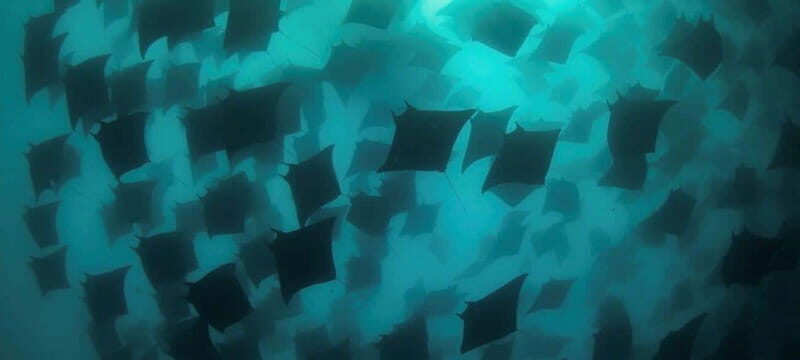 Cabo San Lucas: Discover Scuba Diving Experience - Key Points