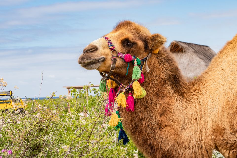 Cabo San Lucas: Half-day Guided Camel Safari Tour - Included in the Tour