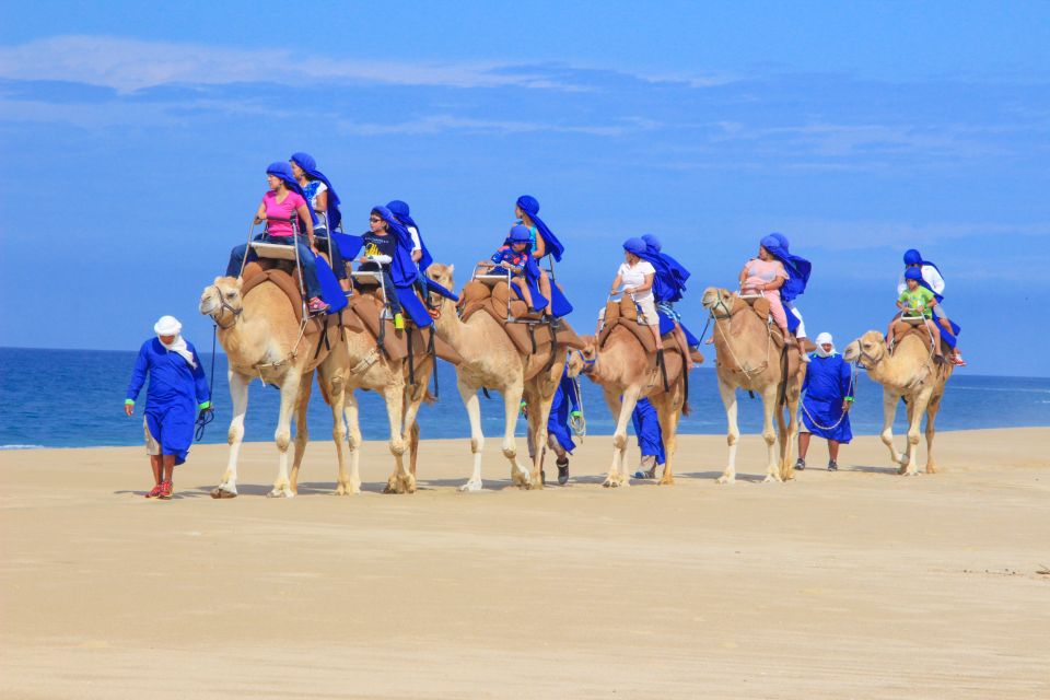 Cabo San Lucas: Half-day Guided Camel Safari Tour - Camel Ride by the Ocean