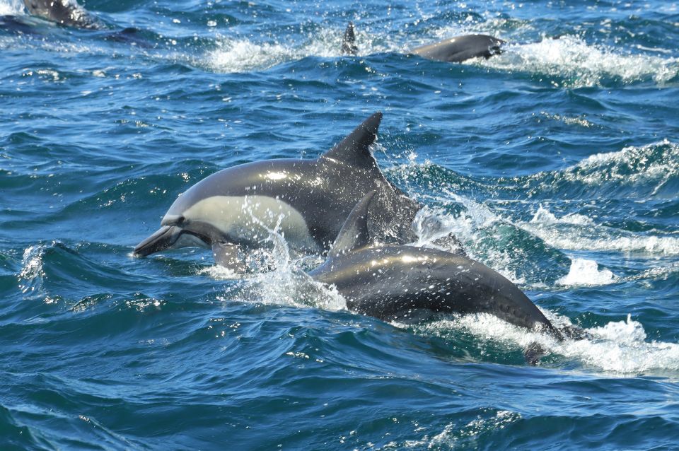 Cabo San Lucas: Luxury Catamaran and Snorkelling With Lunch - Frequently Asked Questions