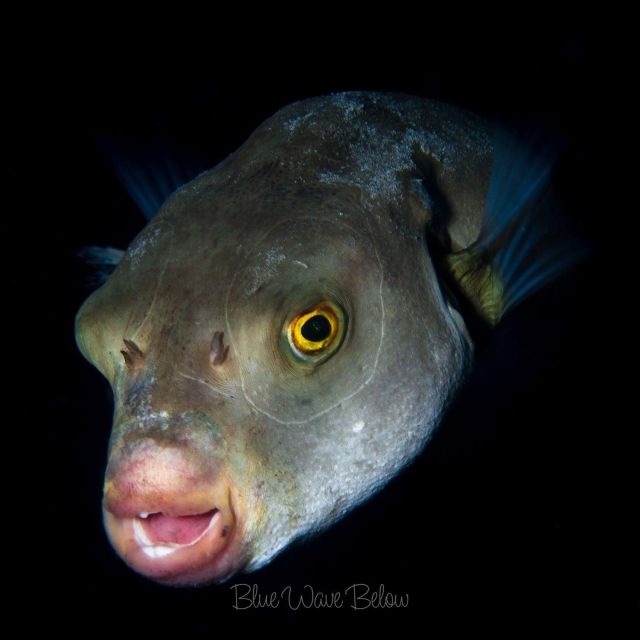 Cabo San Lucas Marine Park Scuba Diving Adventure - Key Points