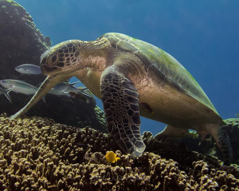 Cabo San Lucas Marine Park Scuba Diving Adventure - Dive Sites to Explore