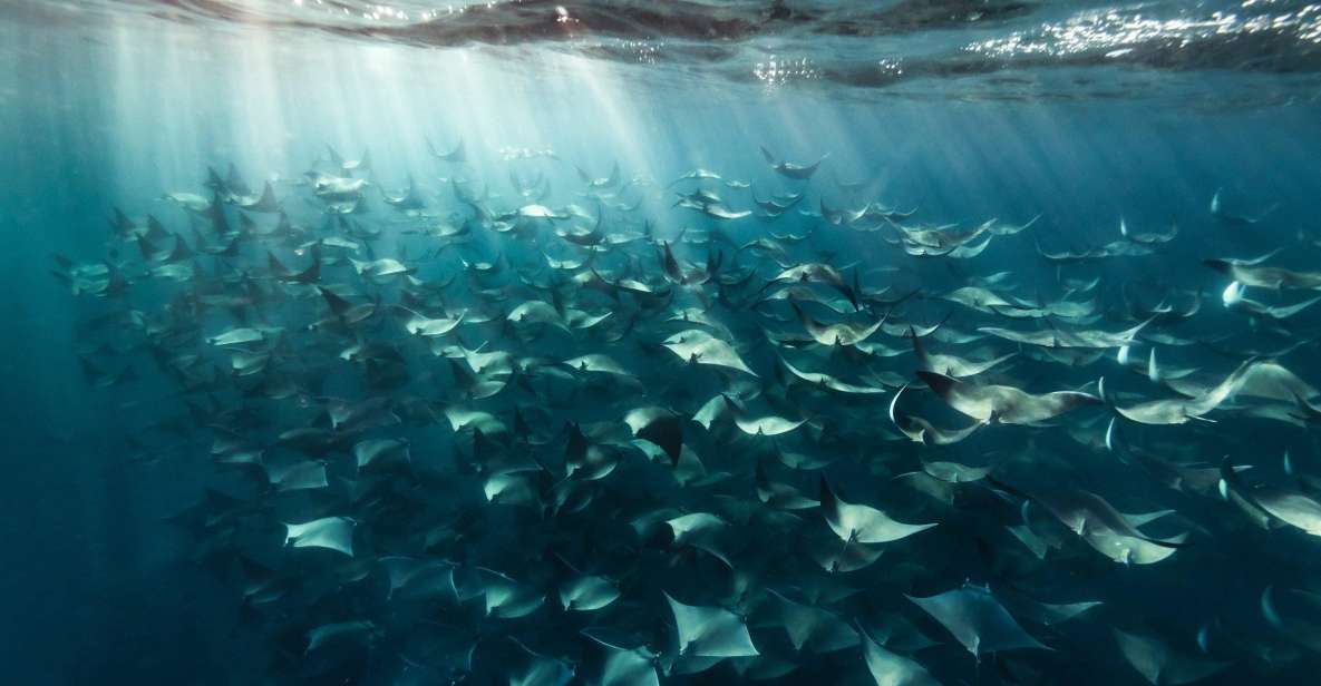 Cabo San Lucas Marine Park Scuba Diving Adventure - Marine Life to Encounter