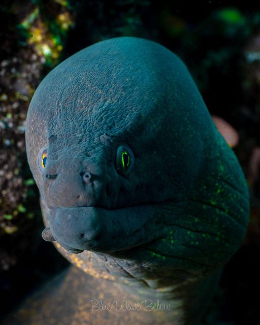 Cabo San Lucas Marine Park Scuba Diving Adventure - Inclusions and Amenities