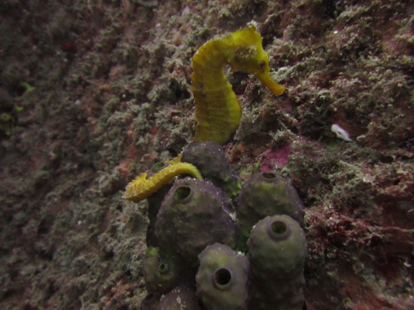 Cabo San Lucas Marine Park Scuba Diving - Optimal Diving Conditions