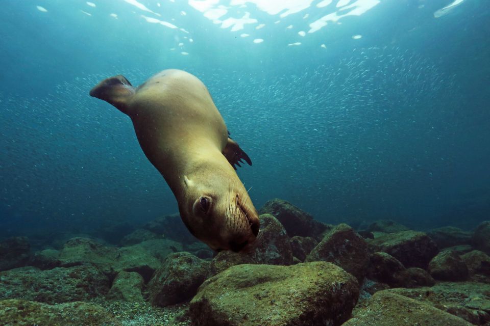 Cabo San Lucas Marine Park Scuba Diving - Frequently Asked Questions