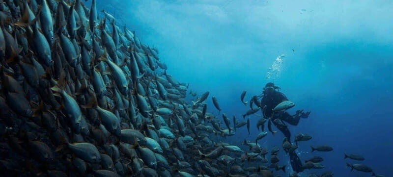 Cabo San Lucas: Marine Reserve Dive - A Closer Look at the Marine Reserve Dive Tour