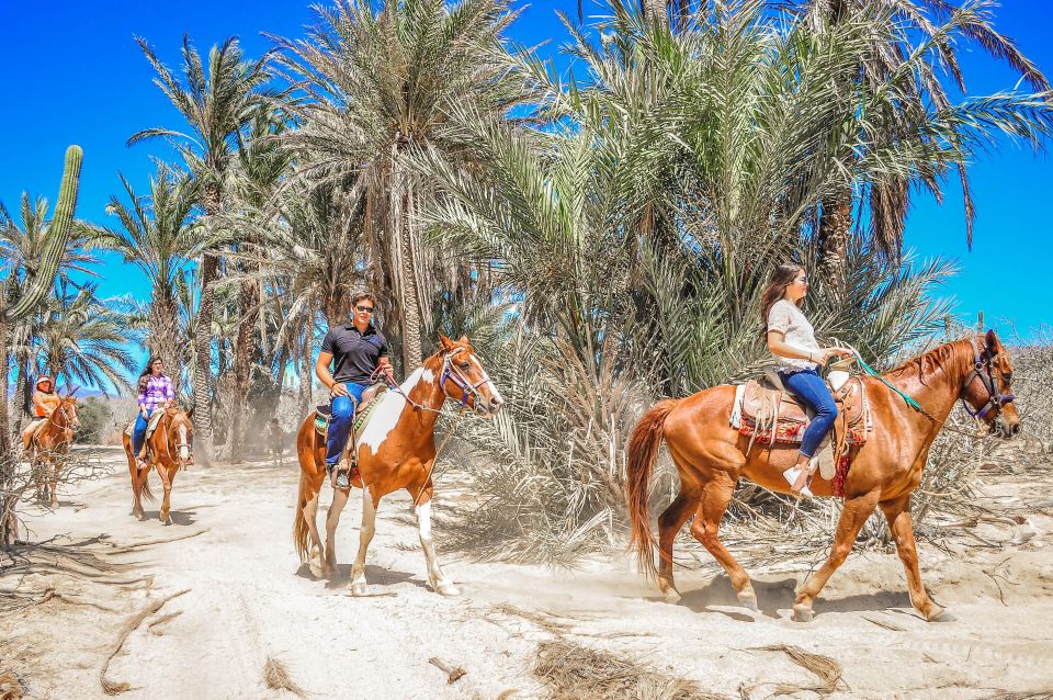 Cabo San Lucas: Migriño Horseback Riding - Memorable Experiences