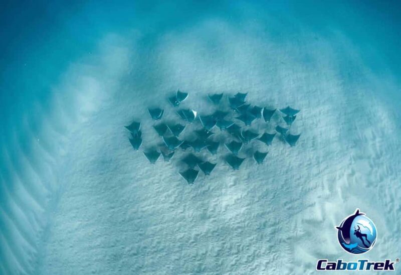 Cabo San Lucas: Mobula Ray Safari - What Makes the Mobula Ray Safari Stand Out?
