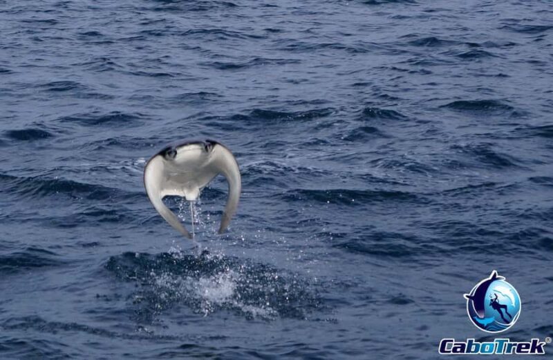 Cabo San Lucas: Mobula Ray Safari - The Experience in Detail