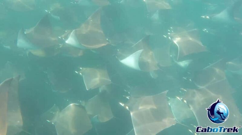 Cabo San Lucas: Mobula Ray Safari - Practical Tips for Travelers