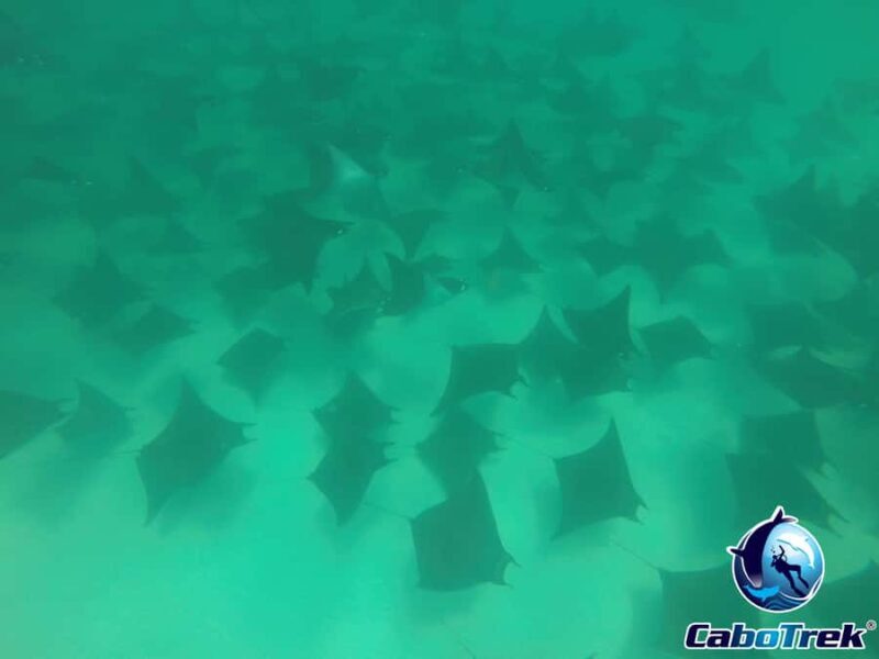 Cabo San Lucas: Mobula Ray Safari - The Sum Up