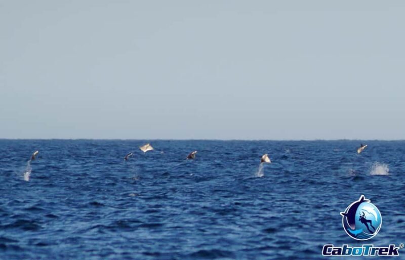 Cabo San Lucas: Mobula Ray Safari - FAQs