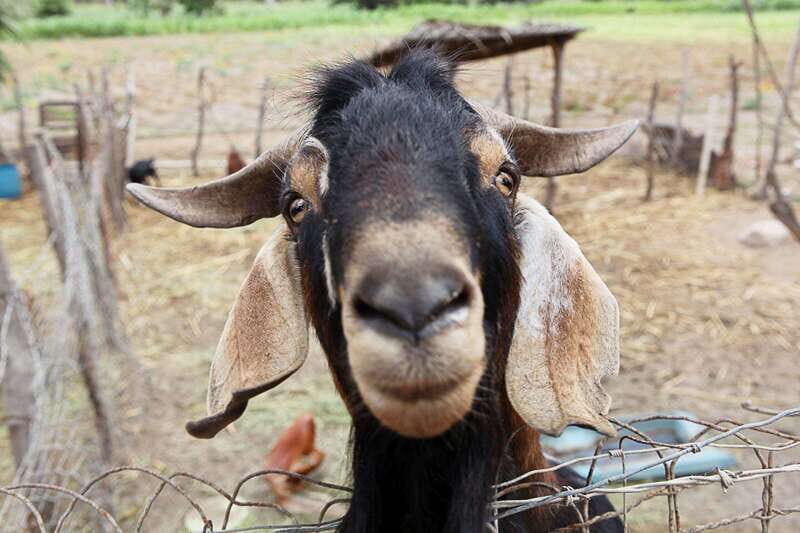 Cabo San Lucas: Private Jeep Tour to Todos Santos - FAQ