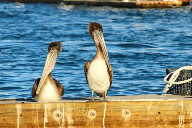 Cabo San Lucas: Private Sunset Cruise - FAQ