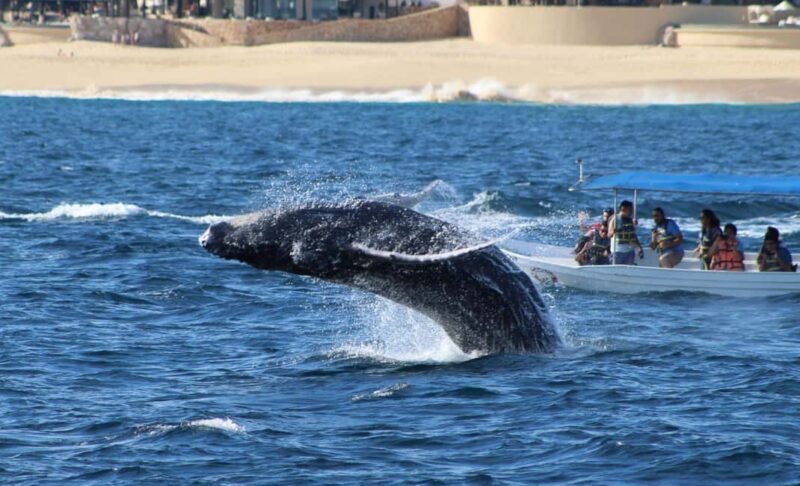 Cabo San Lucas: Private Whale Watching Yacht Excursion - Setting the Scene: An Authentic Whale-Watching Adventure