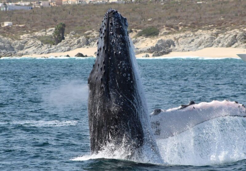 Cabo San Lucas: Private Whale Watching Yacht Excursion - The Value of a Private Yacht Experience