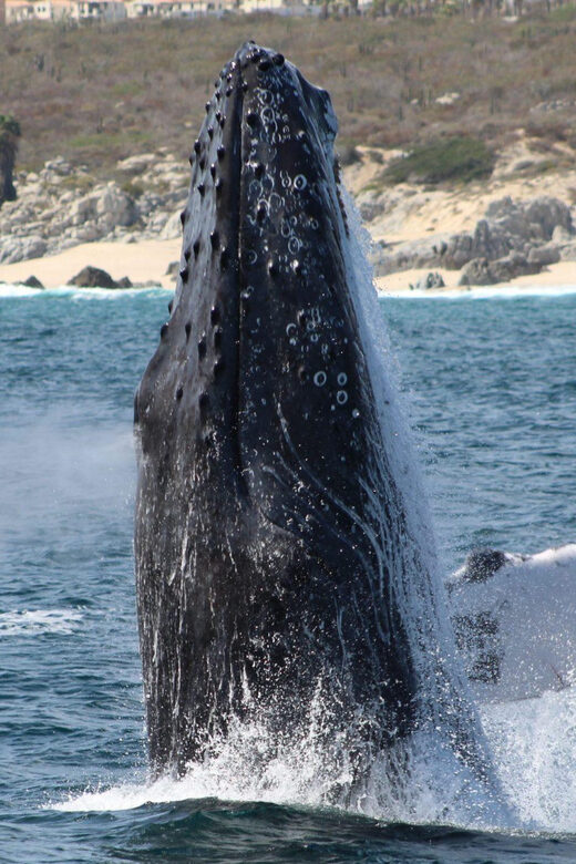 Cabo San Lucas: Private Whale Watching Yacht Excursion - The Itinerary: What Really Happens