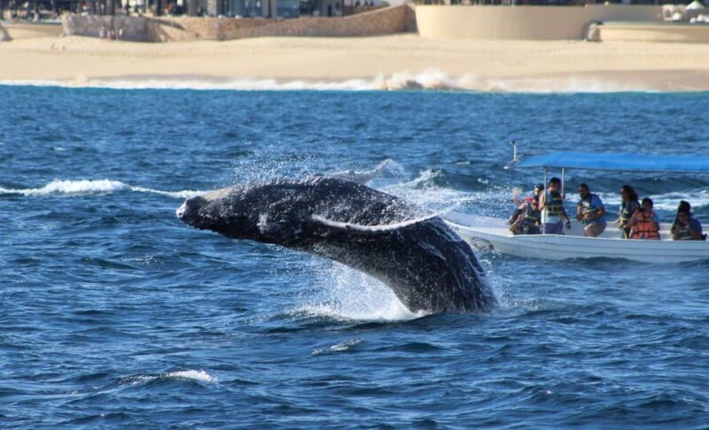 Cabo San Lucas: Private Whale Watching Yacht Excursion - Final Thoughts