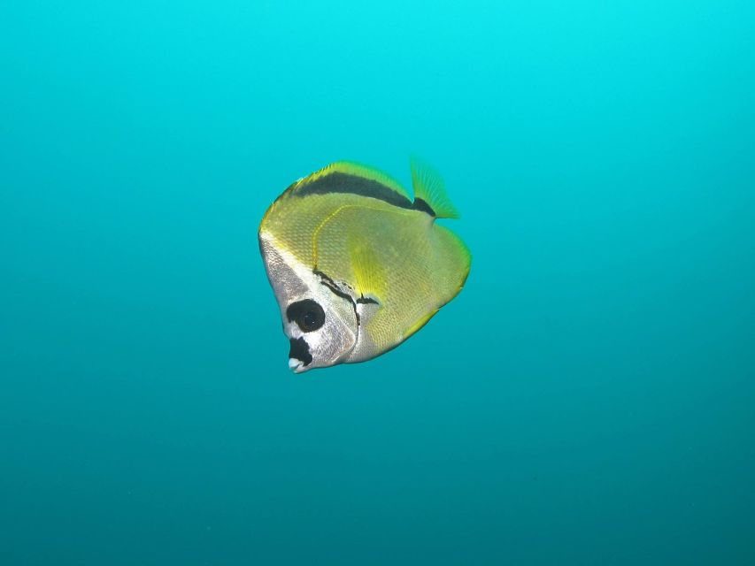 Cabo San Lucas: Scuba Diving at 2 Local Sites in Cabo Bay - Key Points