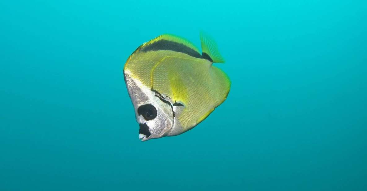 Cabo San Lucas: Scuba Diving at 2 Local Sites in Cabo Bay - Dive the Middle Wall