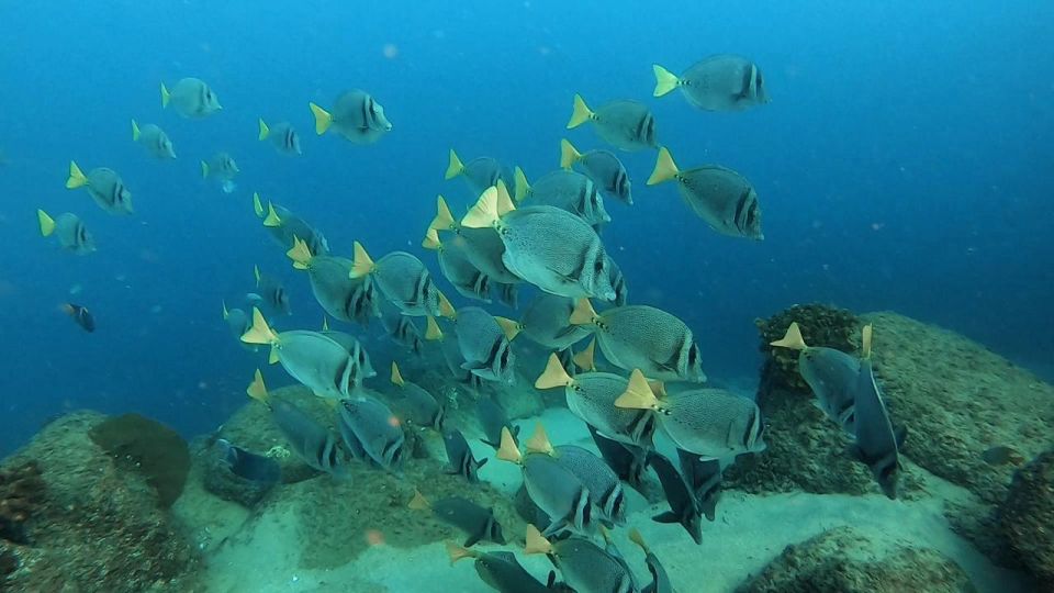 Cabo San Lucas: Scuba Diving at 2 Local Sites in Cabo Bay - Dive the North Wall