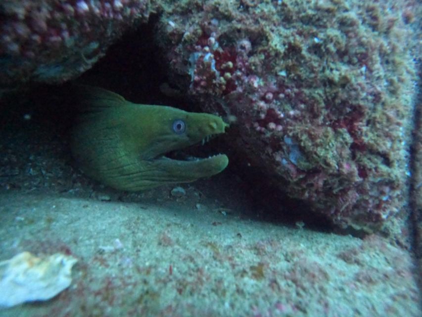 Cabo San Lucas: Scuba Diving at 2 Local Sites in Cabo Bay - Scuba Gear Provided
