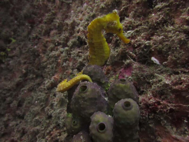 Cabo San Lucas: Scuba Diving in Cabo San Lucas Marine Park - FAQ