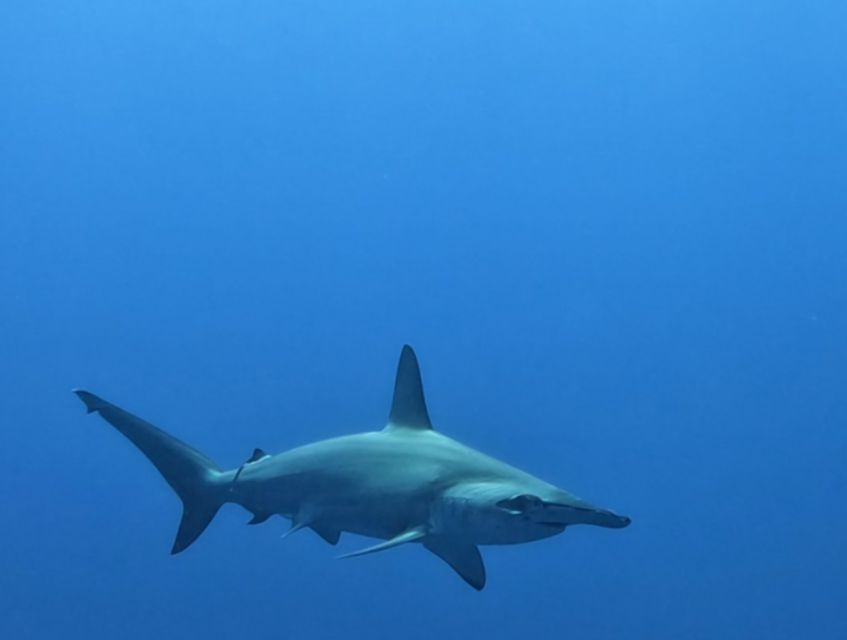 Cabo San Lucas: Shark Snorkeling Adventure - Key Points