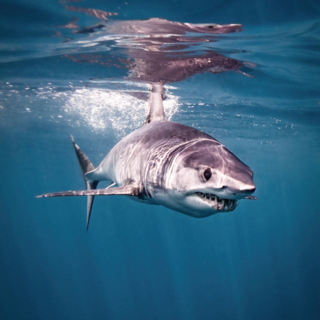 Cabo San Lucas: Shark Snorkeling Adventure - Unforgettable Shark Encounters