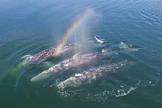 Cabo San Lucas Small-Group Whale Watching Tour: Hear the Whales - Key Points
