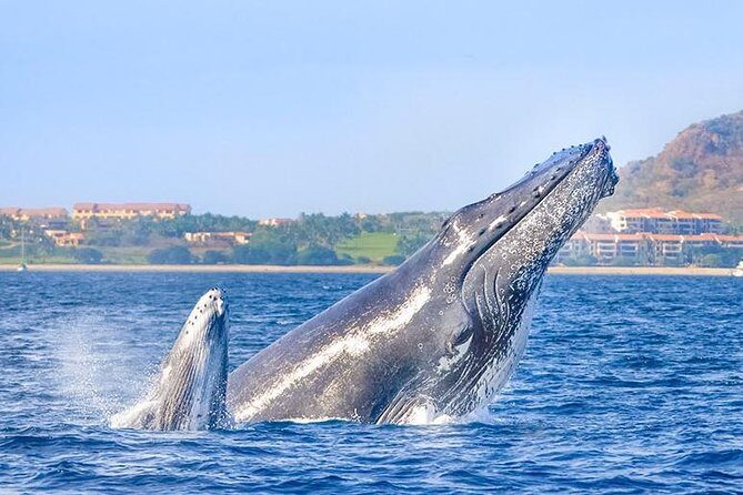 Cabo San Lucas Small-Group Whale Watching Tour: Hear the Whales - Pricing and Value