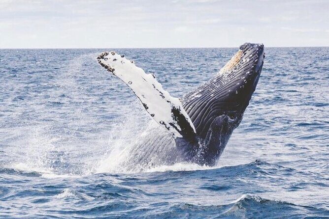Cabo San Lucas Small-Group Whale Watching Tour: Hear the Whales - The Sum Up