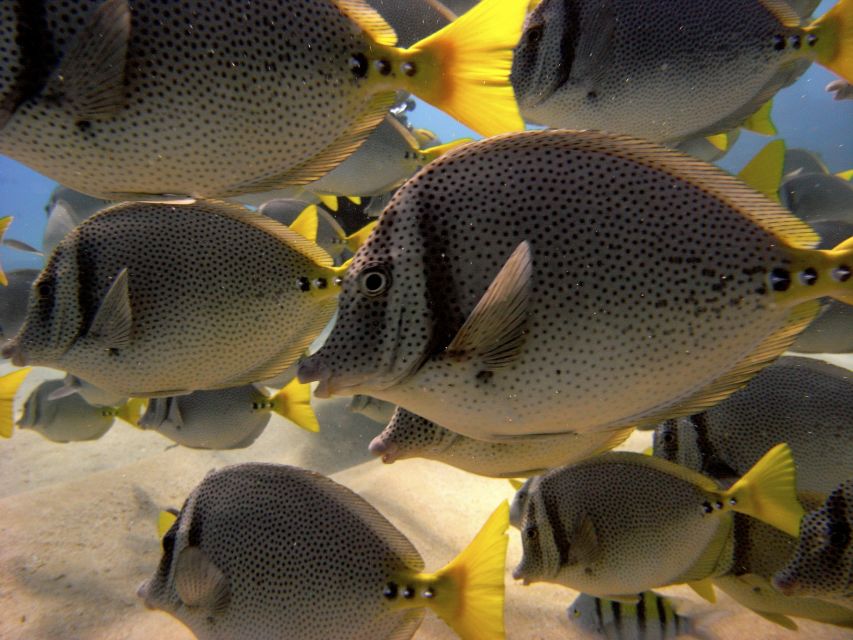 Cabo San Lucas: Snorkel, Paddle-Board, And/Or Kayak Tour - Stand-Up Paddleboarding