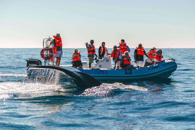 Cabo San Lucas: Up-Close Whale Watching Small-Group Tour - Key Points