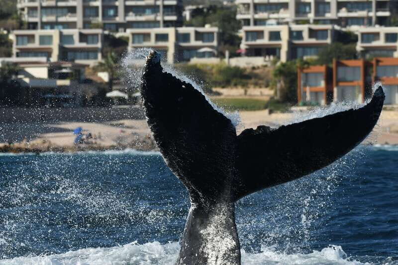 Cabo San Lucas: Up-Close Whale Watching Small-Group Tour - What’s Included and What to Expect
