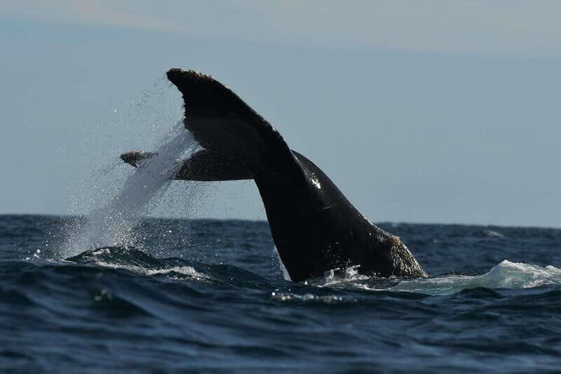 Cabo San Lucas: Up-Close Whale Watching Small-Group Tour - Authentic Feedback from Travelers