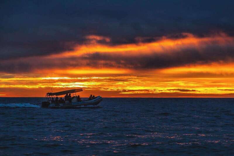 Cabo San Lucas: Up-Close Whale Watching Small-Group Tour - The Sum Up: Who Will Love This Tour?
