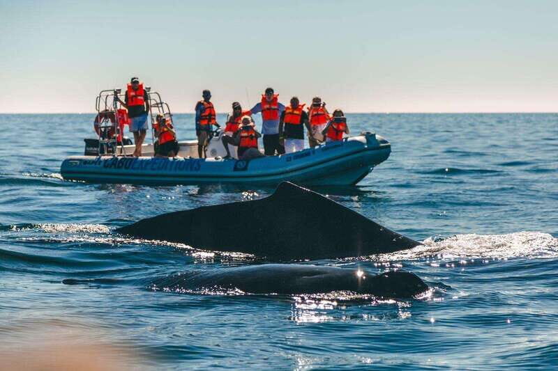 Cabo San Lucas: Up-Close Whale Watching Small-Group Tour - FAQ