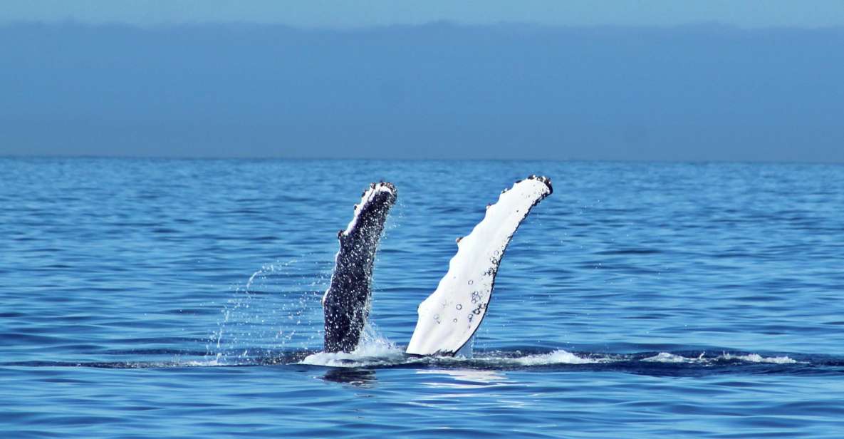 Cabo San Lucas: Whale Watching Experience on Catamaran - Catamaran Cruise Highlights