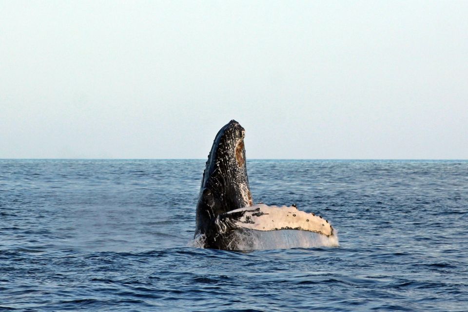 Cabo San Lucas: Whale Watching Experience on Catamaran - Observing Migrating Whales